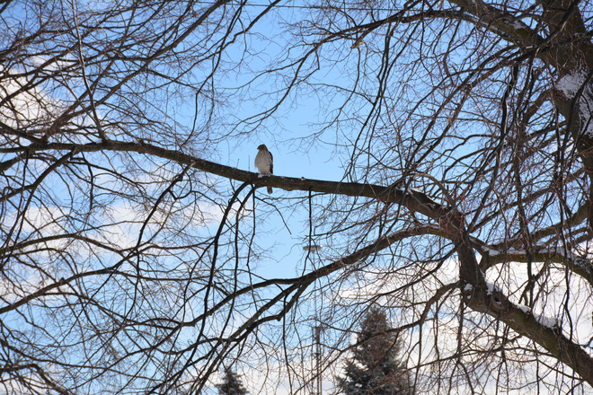 Hawk in tree beside our house St. Catharines, Ontario Canada