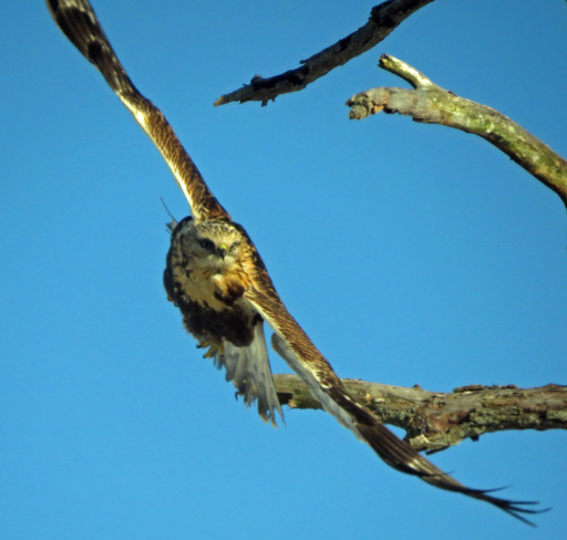 Hawk in Flight Courtland, Ontario Canada