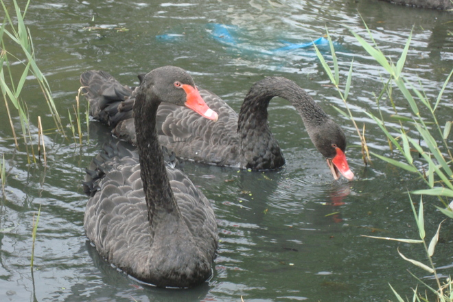 Black Swans. Burlington, Ontario Canada
