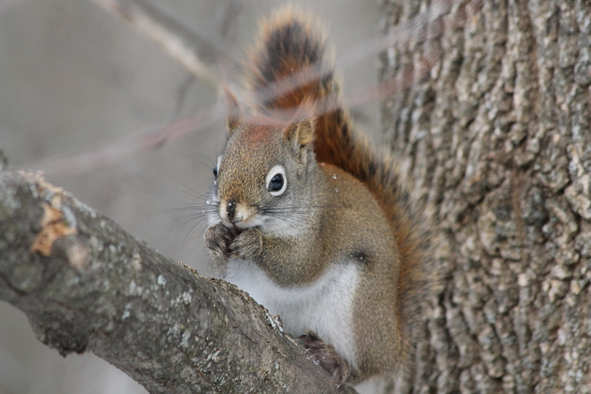 Red Squirrel Kingston, Ontario Canada