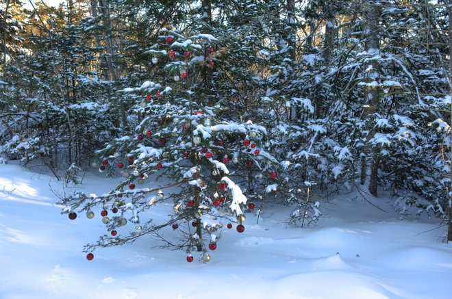 Christmas tree in a hollow Hubbards, Nova Scotia Canada