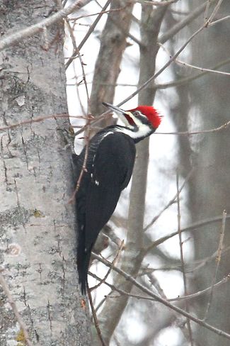 Brighton Pileated Woodpecker Brighton, Ontario Canada