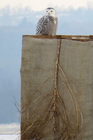 Brighton Snowy Owl Brighton, Ontario Canada