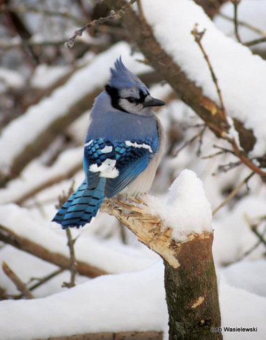 bluejay after the storm Kitchener, Ontario Canada