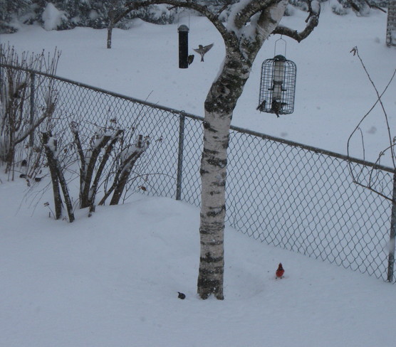 Snowy Conditions Hensall, Ontario Canada