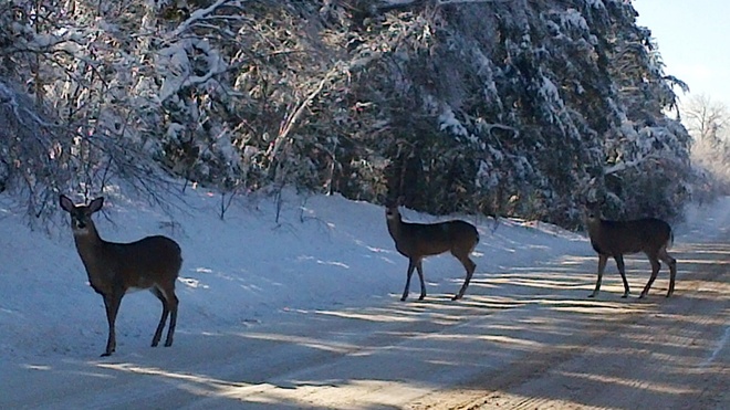 Deer Petitcodiac, New Brunswick Canada