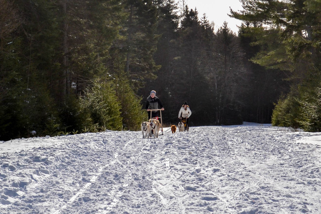 Dog Mushing after the big snowfall Lower Sackville, Nova Scotia Canada
