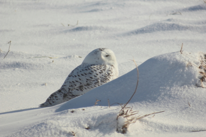 Snowy Owl St. Thomas, Ontario Canada