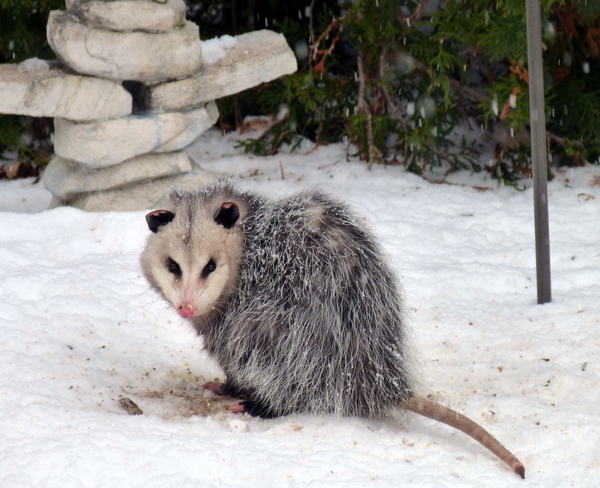 Opossum Bacyard Visit Oakville, Ontario Canada