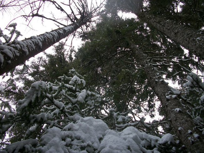 "The Worms Eye View" of snowy trees Lower Sackville, Nova Scotia Canada