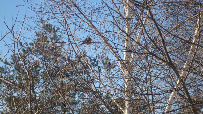 A robin in jan Peterborough, Ontario Canada