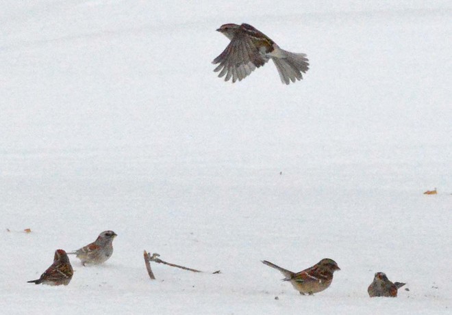 Sparrows Camden East, Ontario Canada