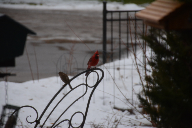 Male Cardinal St. Catharines, Ontario Canada