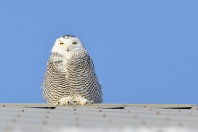 Snowy Owl Exeter, Ontario Canada