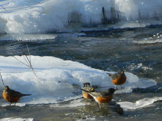 Robins on Ice 