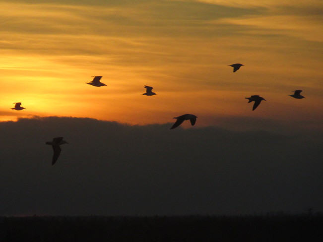 Birds soar thru sunset skies Moncton, New Brunswick Canada