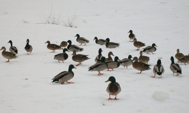 Snow Ducks Barrie, Ontario Canada