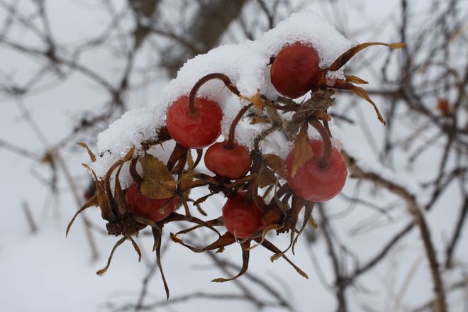 Rose Hips In The Snow Temiskaming Shores, Ontario Canada