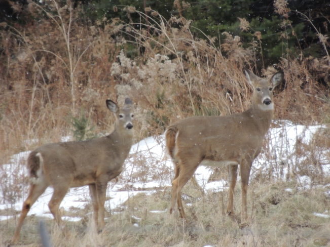 Deer Nanticoke, Ontario Canada