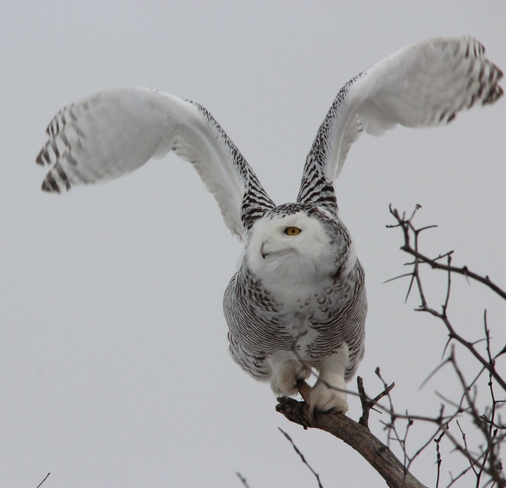 Snowy Owl in flight St. Catharines, Ontario Canada