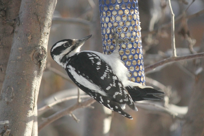 Hairy Woodpecker Vanscoy, Saskatchewan Canada