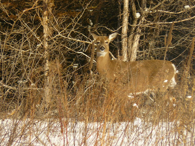 Deer out for a walk at -28 in the City of Kingston, On. Kingston, Ontario Canada