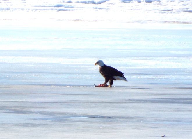 Eagle holding its prey Tyne Valley, Prince Edward Island Canada