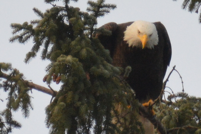 Bald Eagle North Vancouver, British Columbia Canada