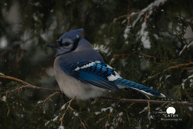 Blue Jay in snow Odessa, Ontario Canada