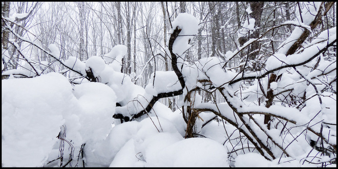 Sheriff Creek red trail snow covered branches. Elliot Lake, Ontario Canada