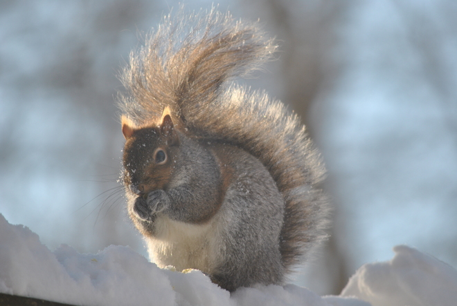 Sunny squirrel Guelph, Ontario Canada