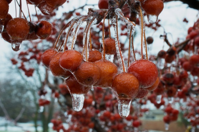 Frozen Red Berries London, Ontario Canada