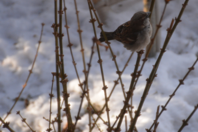Little sparrow on a branch St. Catharines, Ontario Canada