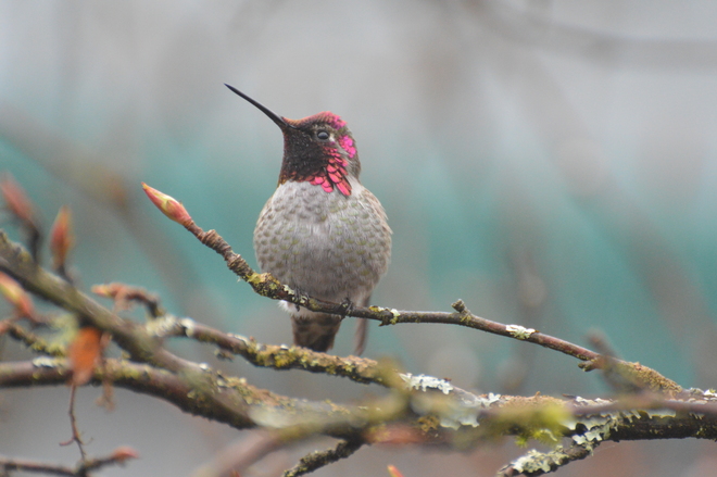 Hummingbird In Winter Richmond, British Columbia Canada