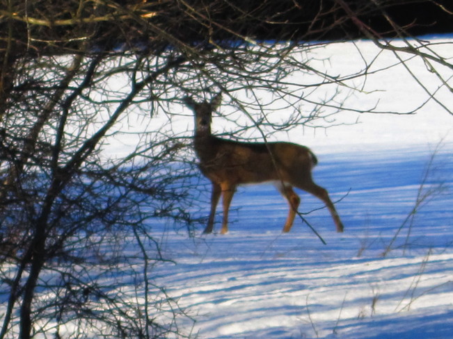 deer in field Temperance Vale, New Brunswick Canada