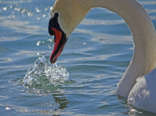 Mute Swan blowing bubbles Scarborough, Ontario Canada