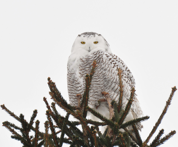 Snowy Owl Crediton, Ontario Canada