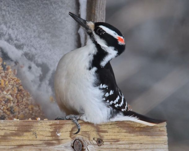 Male Hairy Woodpecker Brighton, Ontario Canada