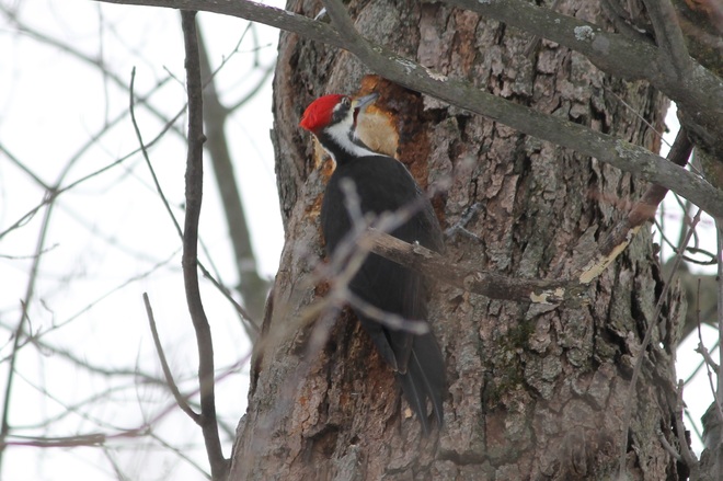 Pileated Woodpecker Metcalfe, Ontario Canada