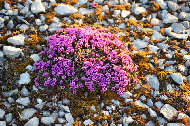 Flowers of Nunavut Hall Beach, Nunavut Canada