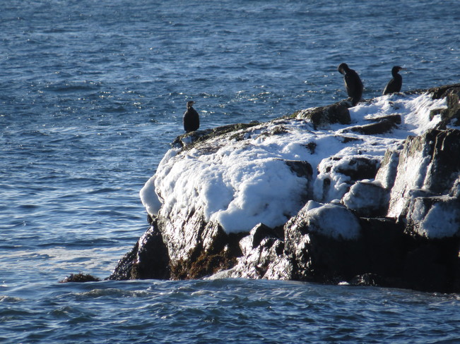 Shags in the sun Rock Harbour, Newfoundland and Labrador Canada
