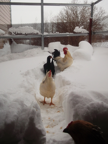 Chickens out in the snow Hanover, Ontario Canada