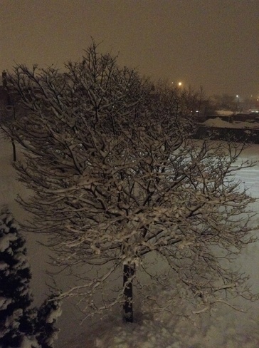 snowy tree! Mississauga, Ontario Canada