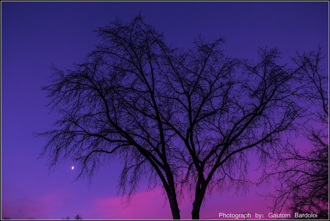 Sunset, Moon & Tree Edmonton, Alberta Canada