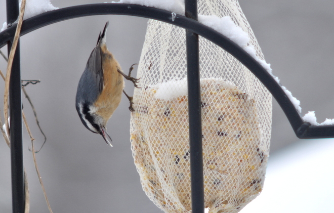 Red Breasted Nuthatch 