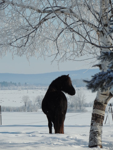 A Handsome Horse Beachburg, Ontario Canada