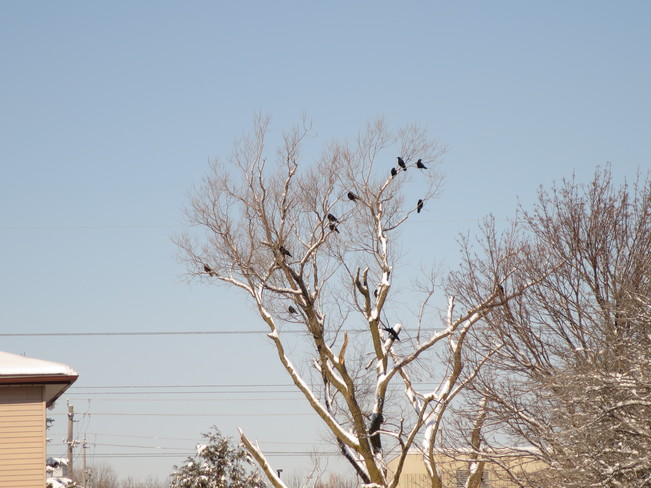 Black birds Kitchener, Ontario Canada
