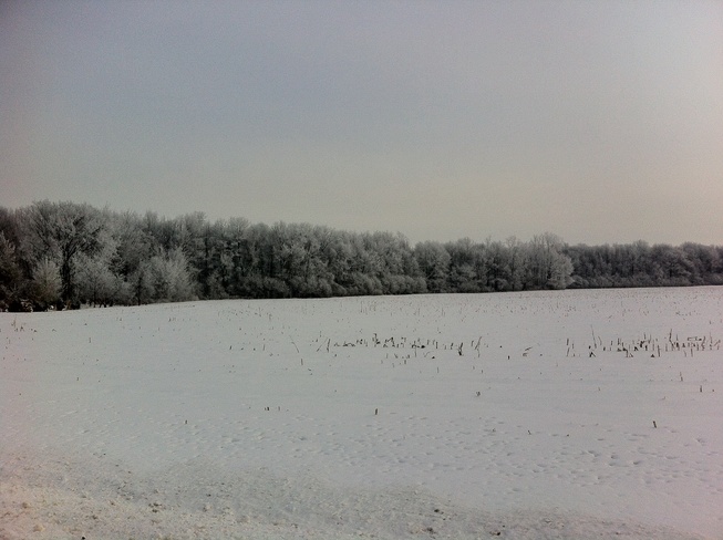 Beautiful Snowy Trees Petrolia, Ontario Canada