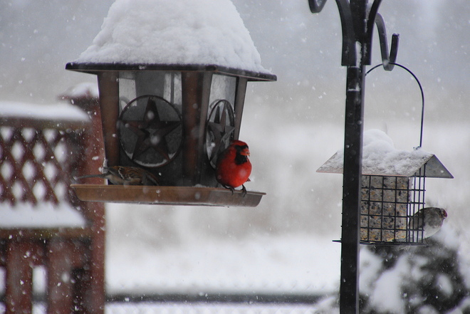 Cardinal feeding in the storm Ancaster, Ontario Canada