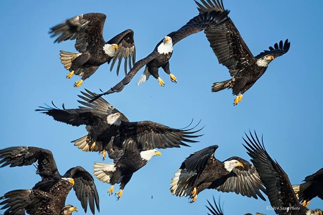 Many eagles suddenly take off Delta, British Columbia Canada